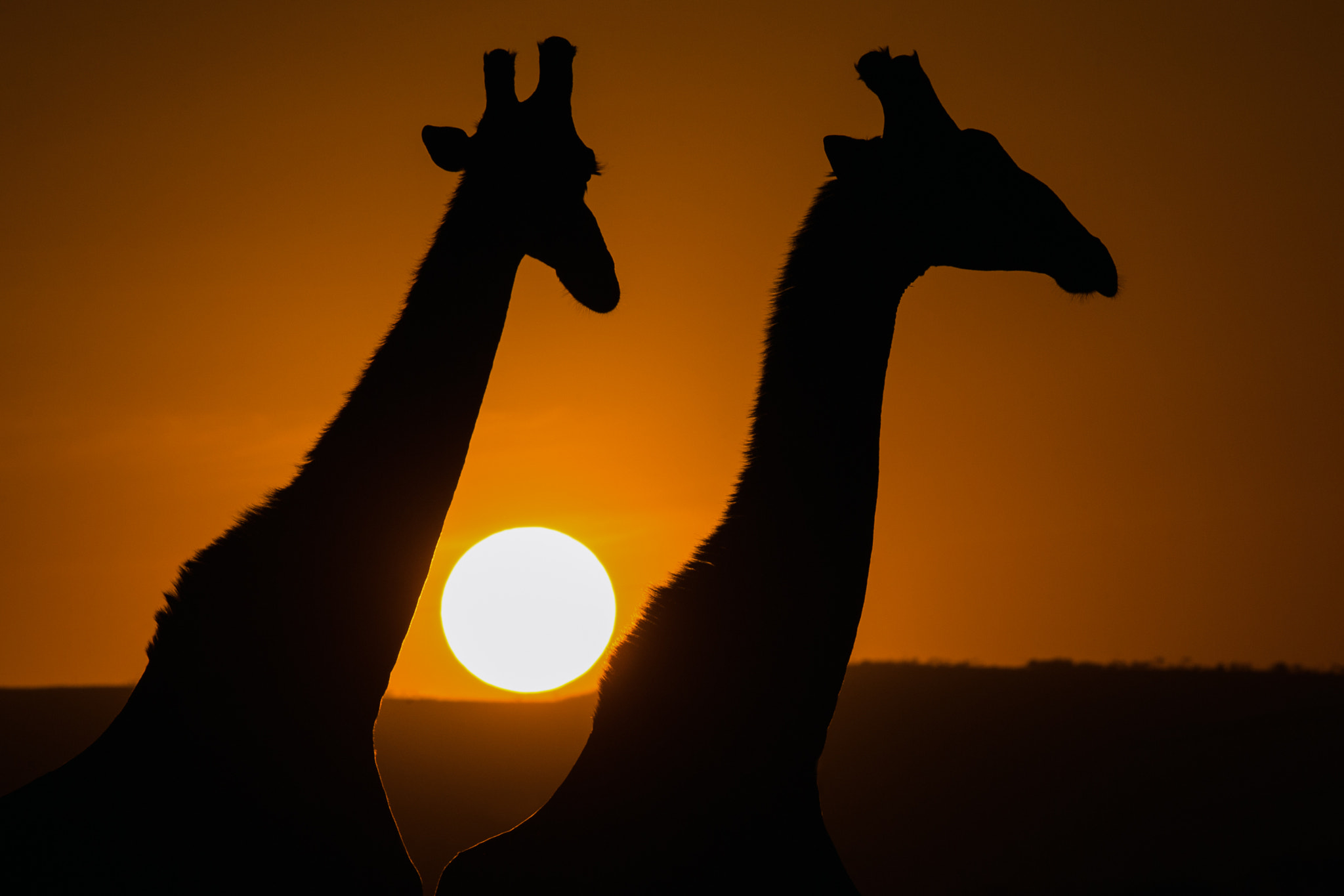 Canon EF 300mm F2.8L IS II USM sample photo. Giraffe photography