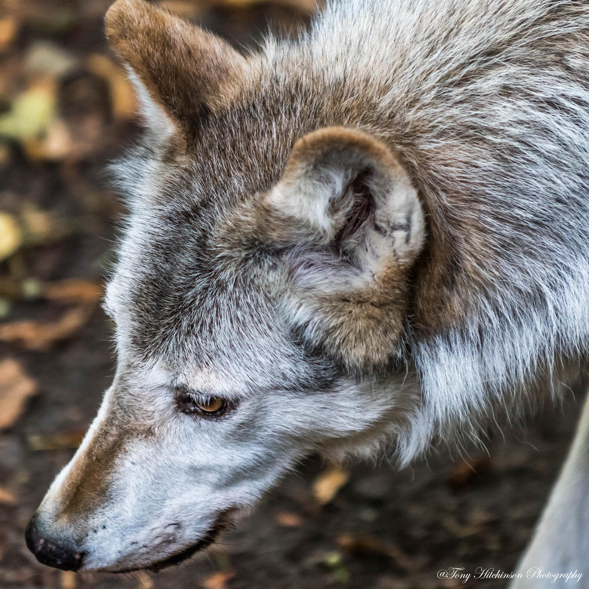 Nikon D500 sample photo. Wolf head photography