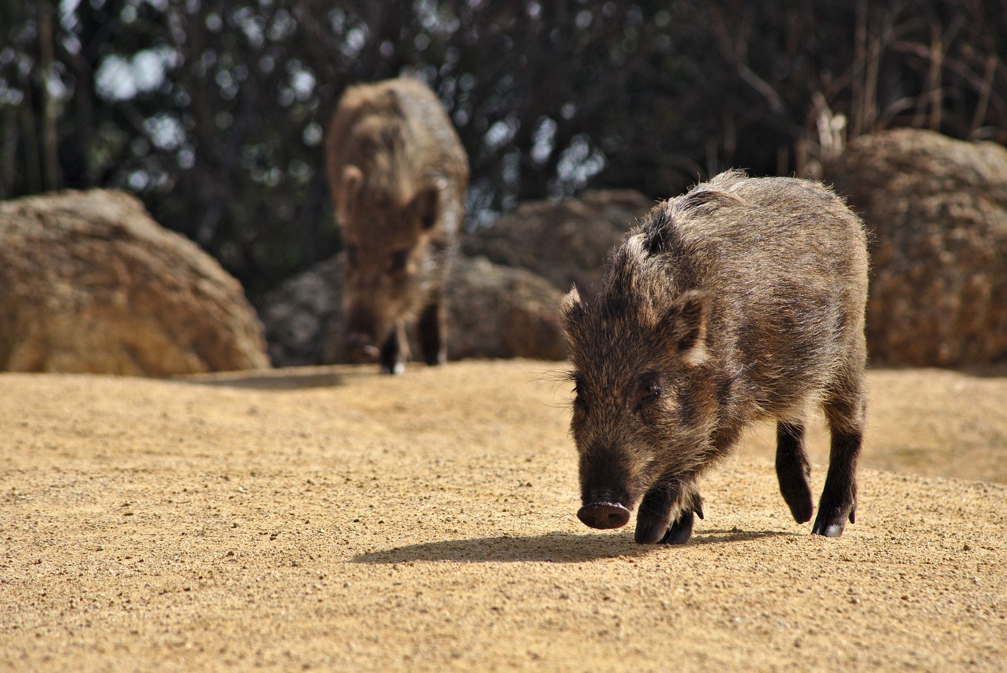 Canon EOS 6D + Canon EF 100-300mm F4.5-5.6 USM sample photo. Wild boars in japan photography
