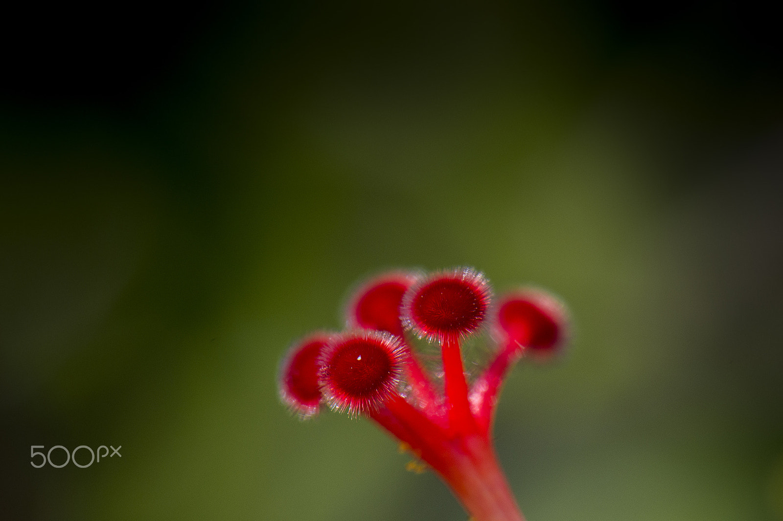 Nikon AF-S DX Micro-Nikkor 85mm F3.5G ED VR sample photo. Hibiscus photography