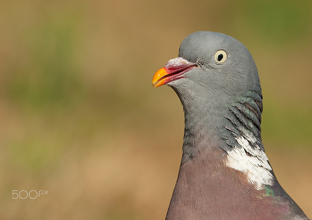 Canon EOS-1D Mark III + Canon EF 500mm F4L IS USM sample photo. Pigeon ramier photography