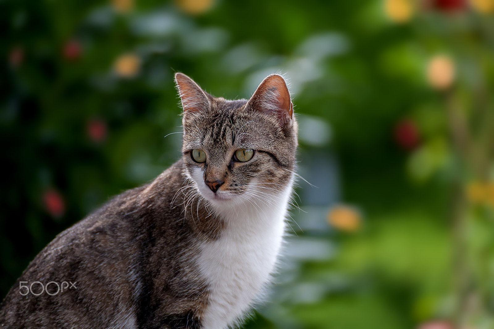 Tamron SP 35mm F1.8 Di VC USD sample photo. Cat portrait photography