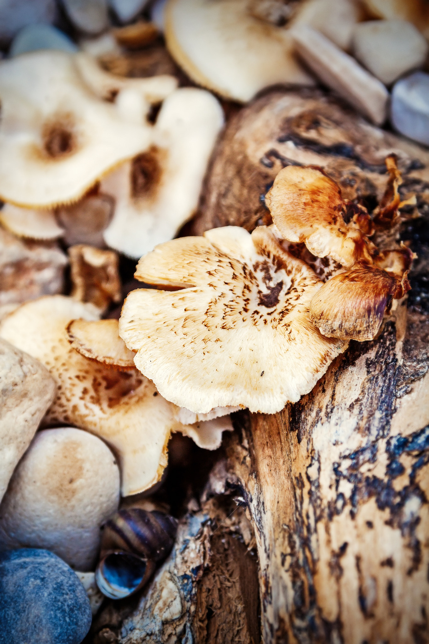 Canon EOS 500D (EOS Rebel T1i / EOS Kiss X3) sample photo. Mushrooms photography