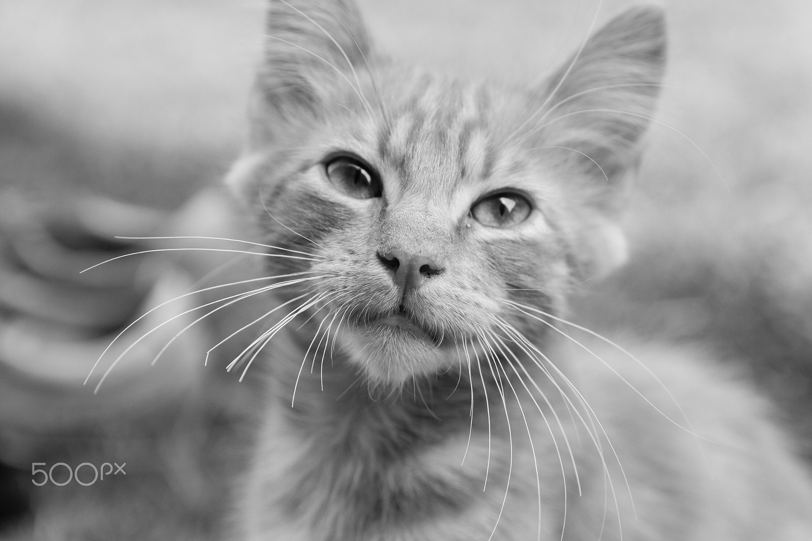 Canon EOS 50D sample photo. Bianconero photography