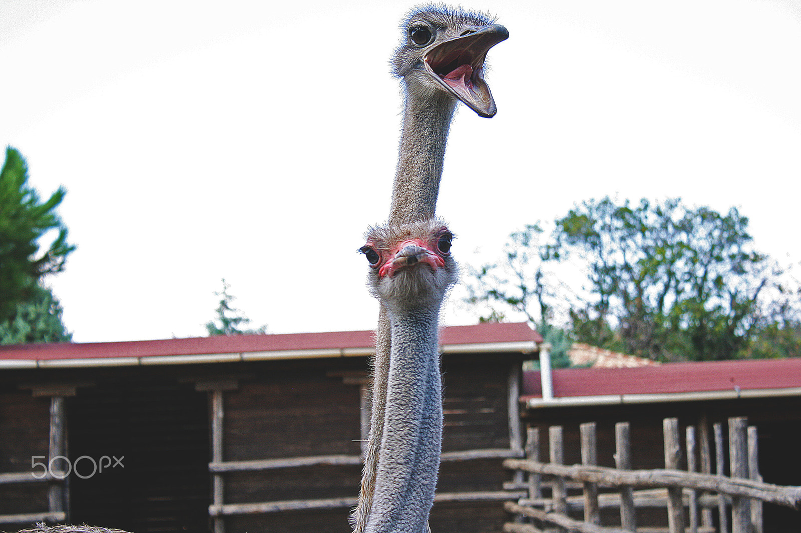 Canon EOS 400D (EOS Digital Rebel XTi / EOS Kiss Digital X) sample photo. Ostrich photography