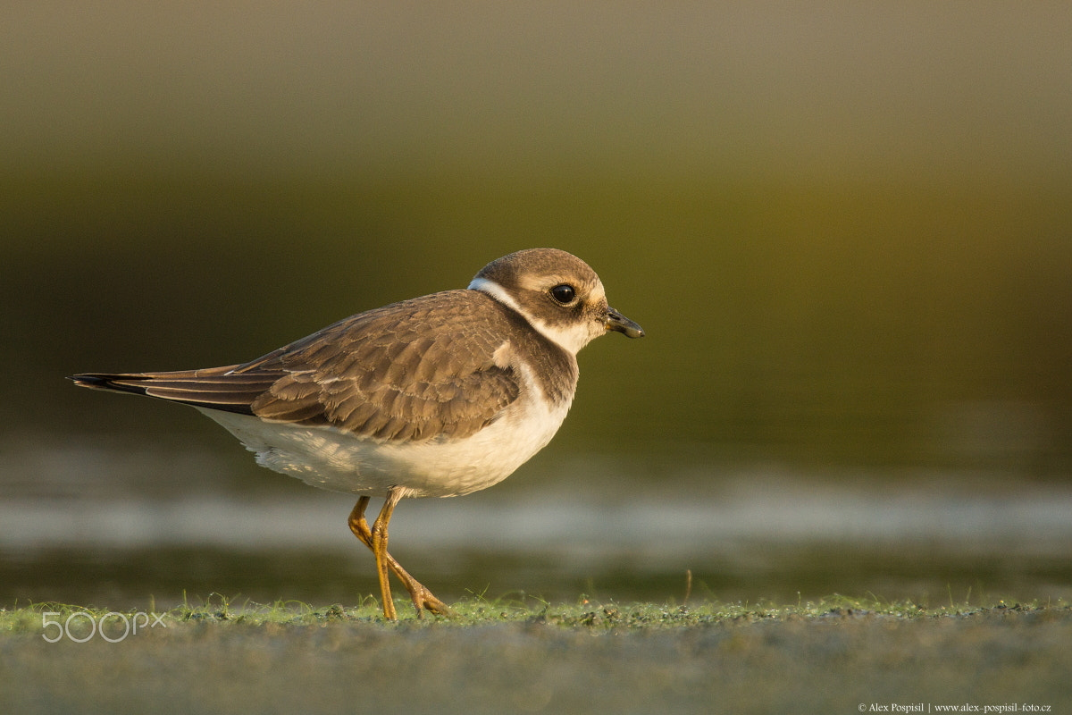 Canon EF 300mm F2.8L IS USM sample photo. Ringed plover photography