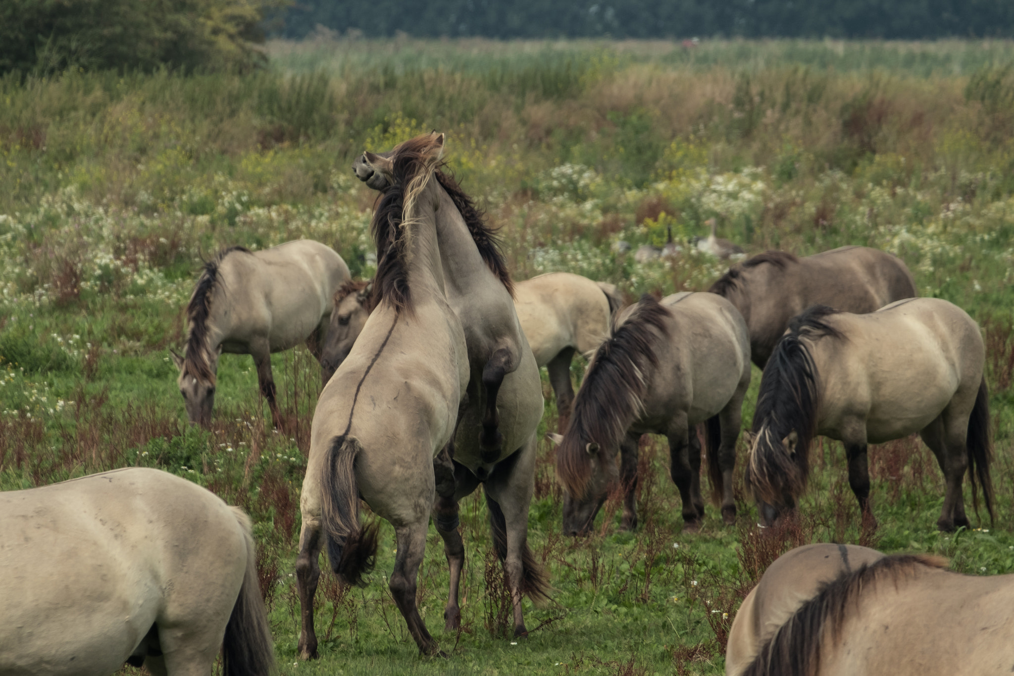 Fujifilm X-Pro2 + Fujifilm XC 50-230mm F4.5-6.7 OIS sample photo. Konik horse photography