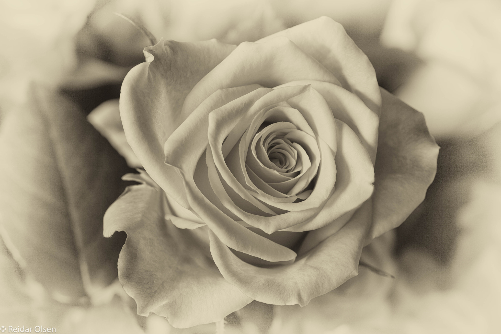 Tamron SP AF 90mm F2.8 Di Macro sample photo. Rose... photography