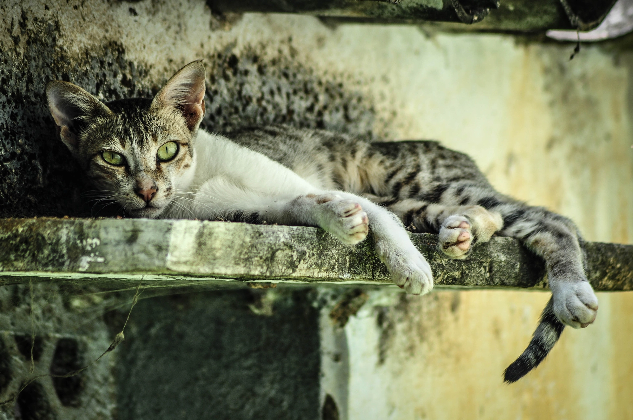 Nikon D5000 sample photo. The cat photography