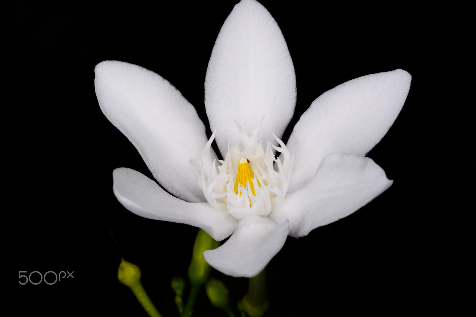 Nikon D5200 + Nikon AF-S Micro-Nikkor 60mm F2.8G ED sample photo. Wrightia antidysenterica white blossom flower photography