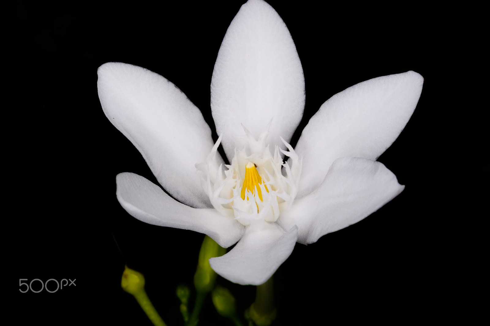 Nikon AF-S Micro-Nikkor 60mm F2.8G ED sample photo. Wrightia antidysenterica white blossom flower photography