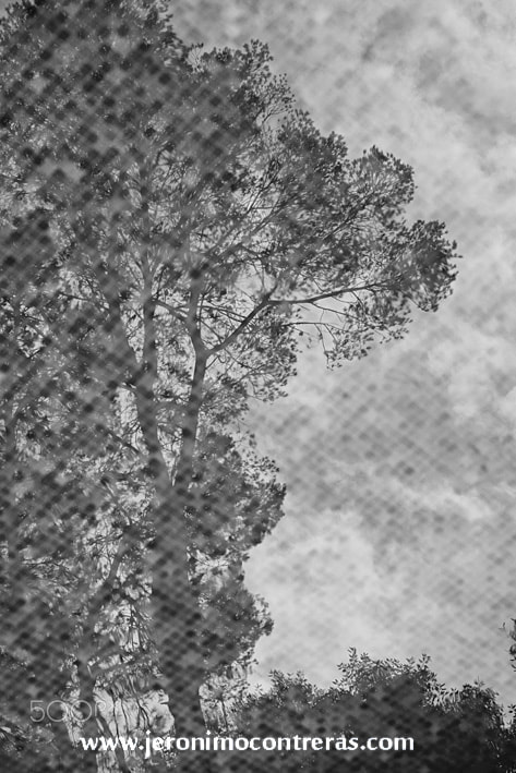 AF Zoom-Nikkor 80-200mm f/2.8 ED sample photo. Tree reflection photography
