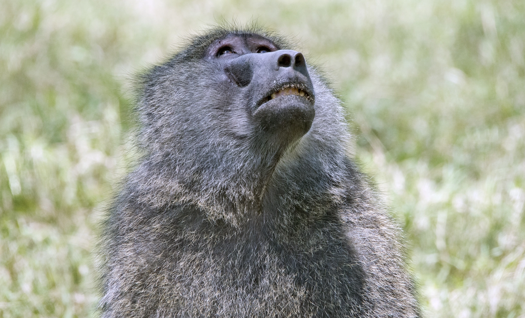 Sigma 150-500mm F5-6.3 DG OS HSM sample photo. Baboon photography