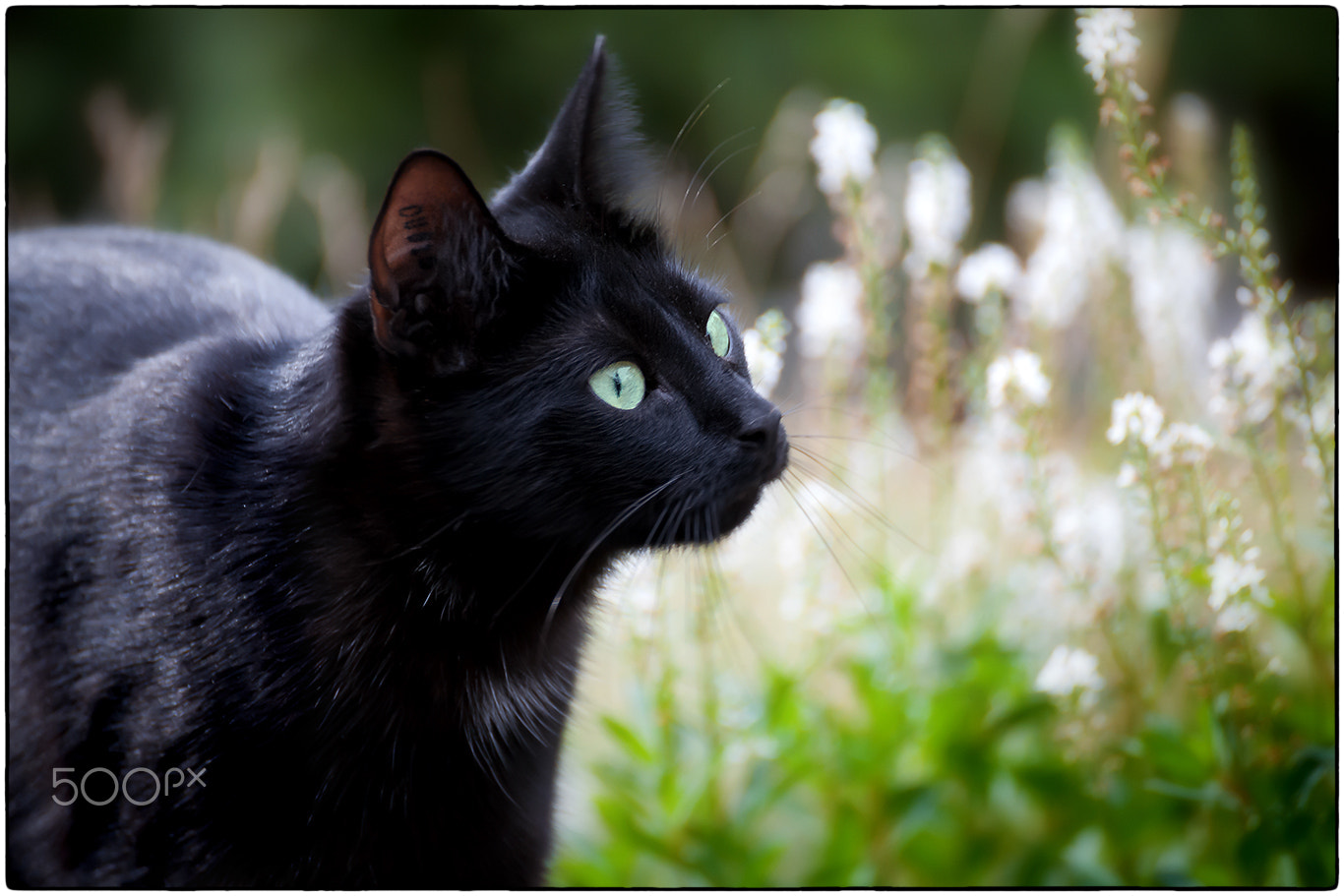 Tamron SP 35mm F1.8 Di VC USD sample photo. Cat portrait photography