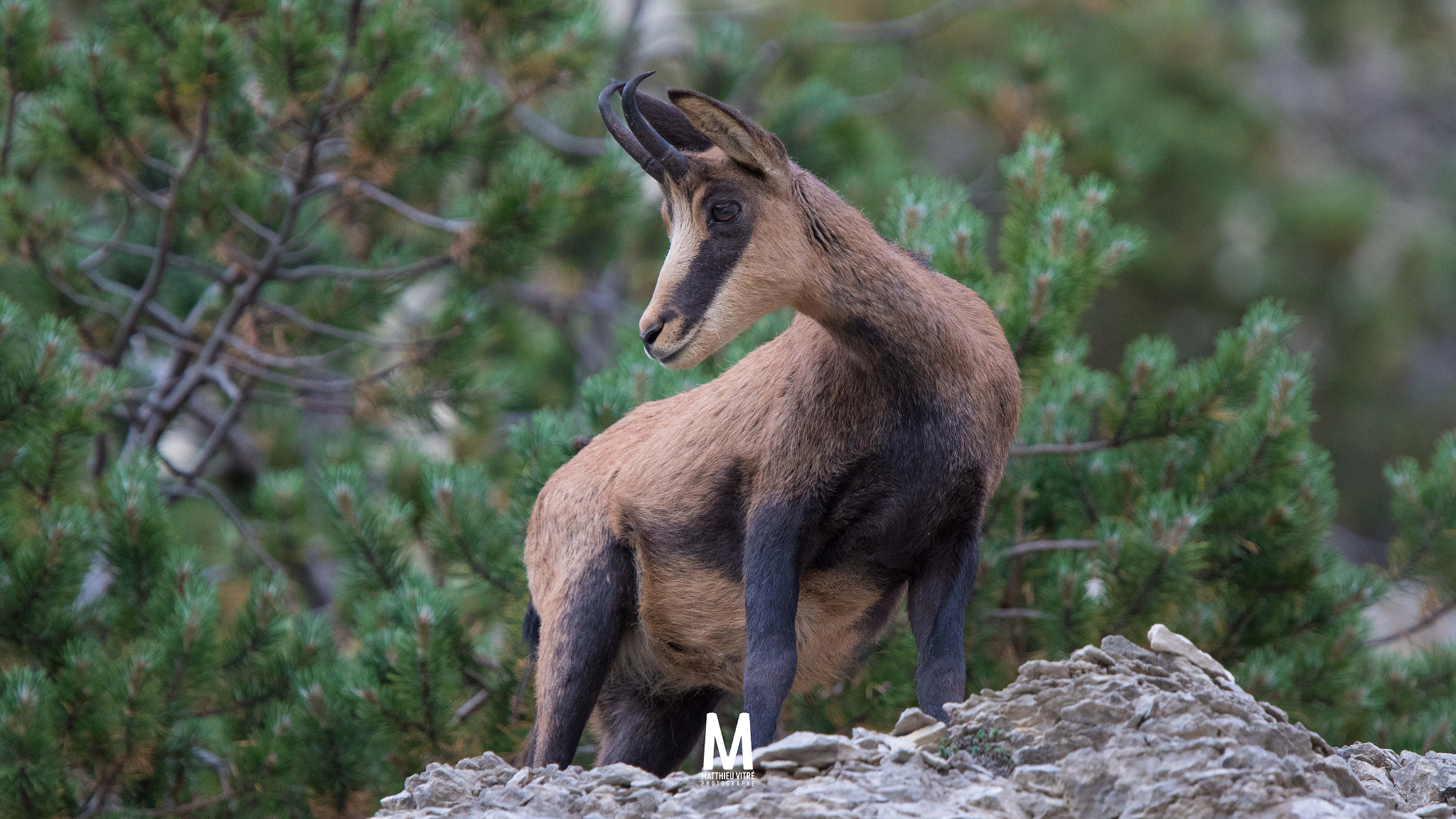 Canon EF 300mm F2.8L IS USM sample photo. Chamois in mont ventoux ©matthieu vitré photography