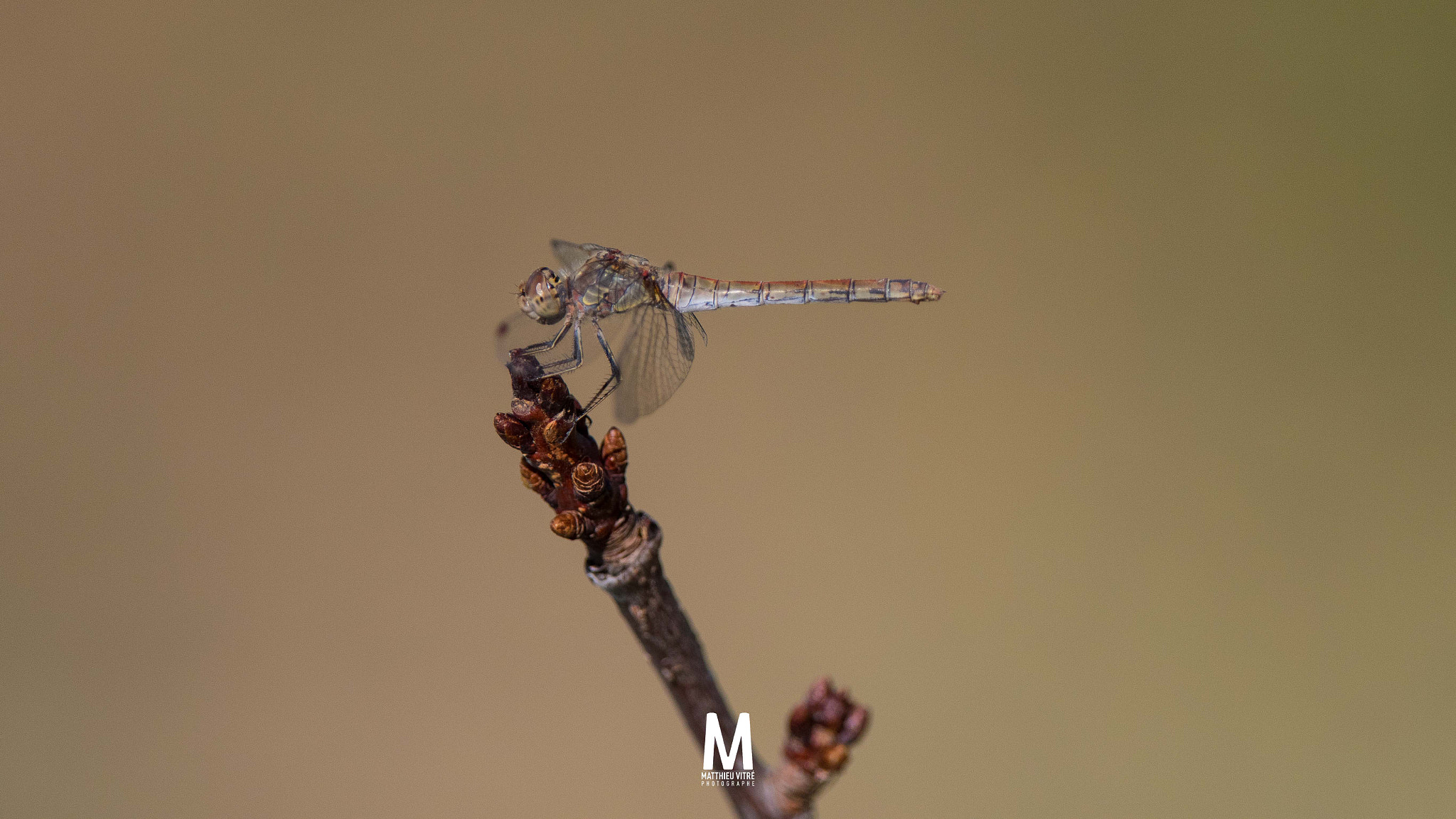Canon EF 300mm F2.8L IS USM sample photo. ©matthieu vitré photography