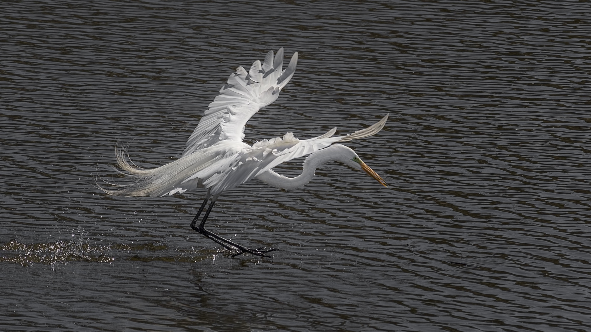 Canon EOS 100D (EOS Rebel SL1 / EOS Kiss X7) sample photo. Egret 114.jpg photography