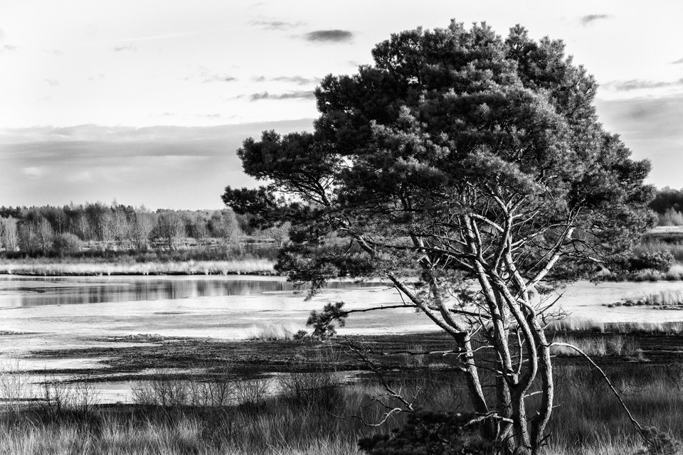 Sony SLT-A65 (SLT-A65V) sample photo. A tree in the moor photography