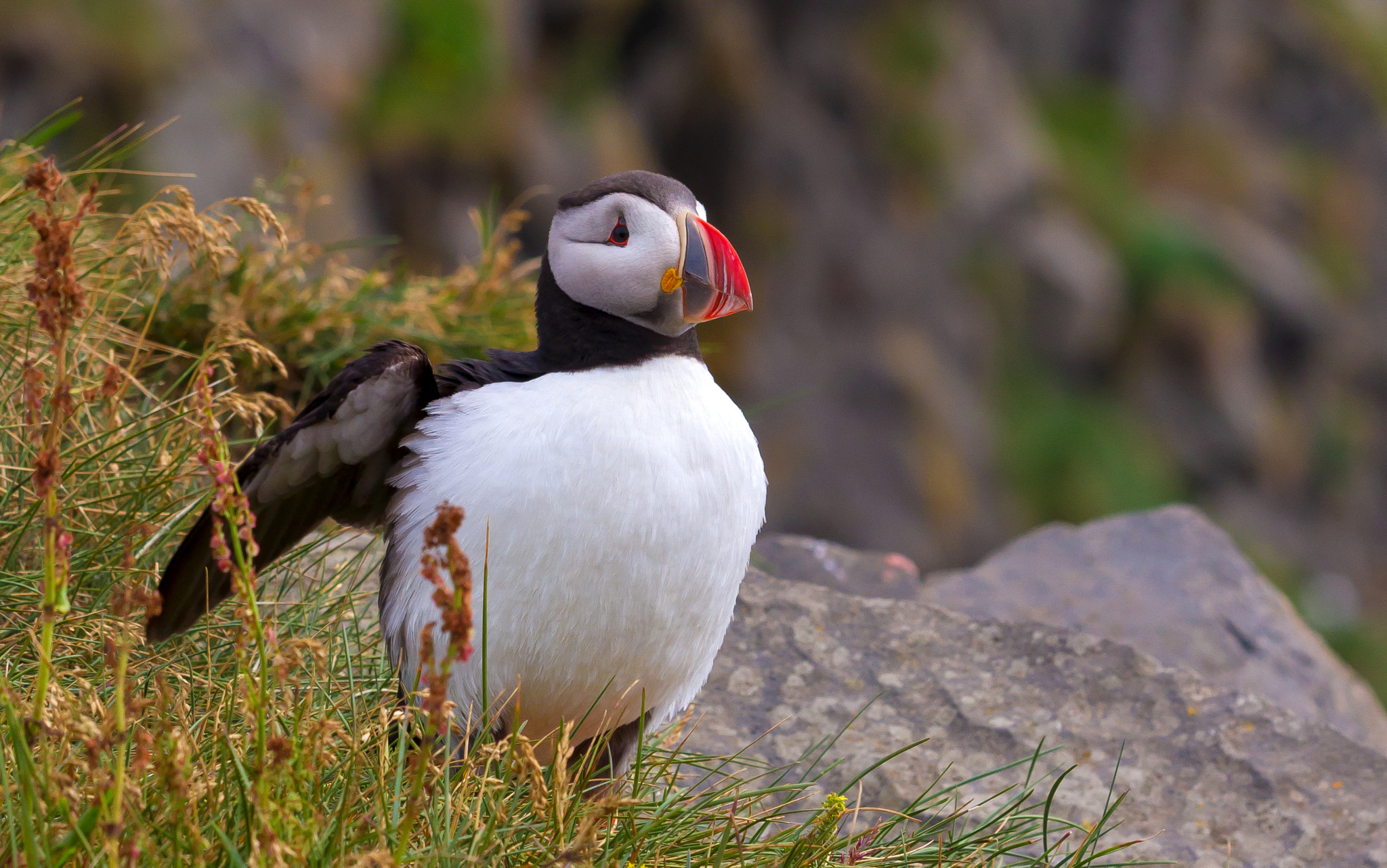 Sigma APO Macro 150mm f/2.8 EX DG HSM sample photo. Atlantic puffin, iceland photography
