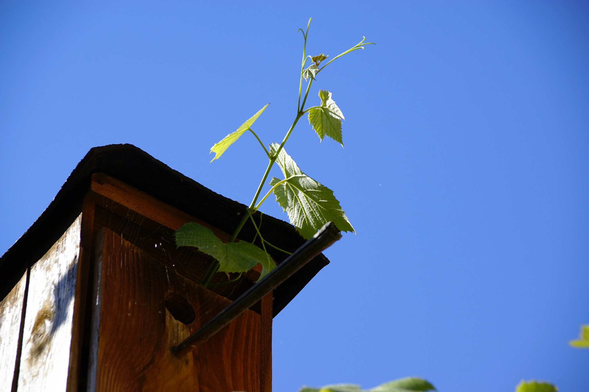 Tamron 80-300mm F3.5-6.3 sample photo. Wine house : ) photography