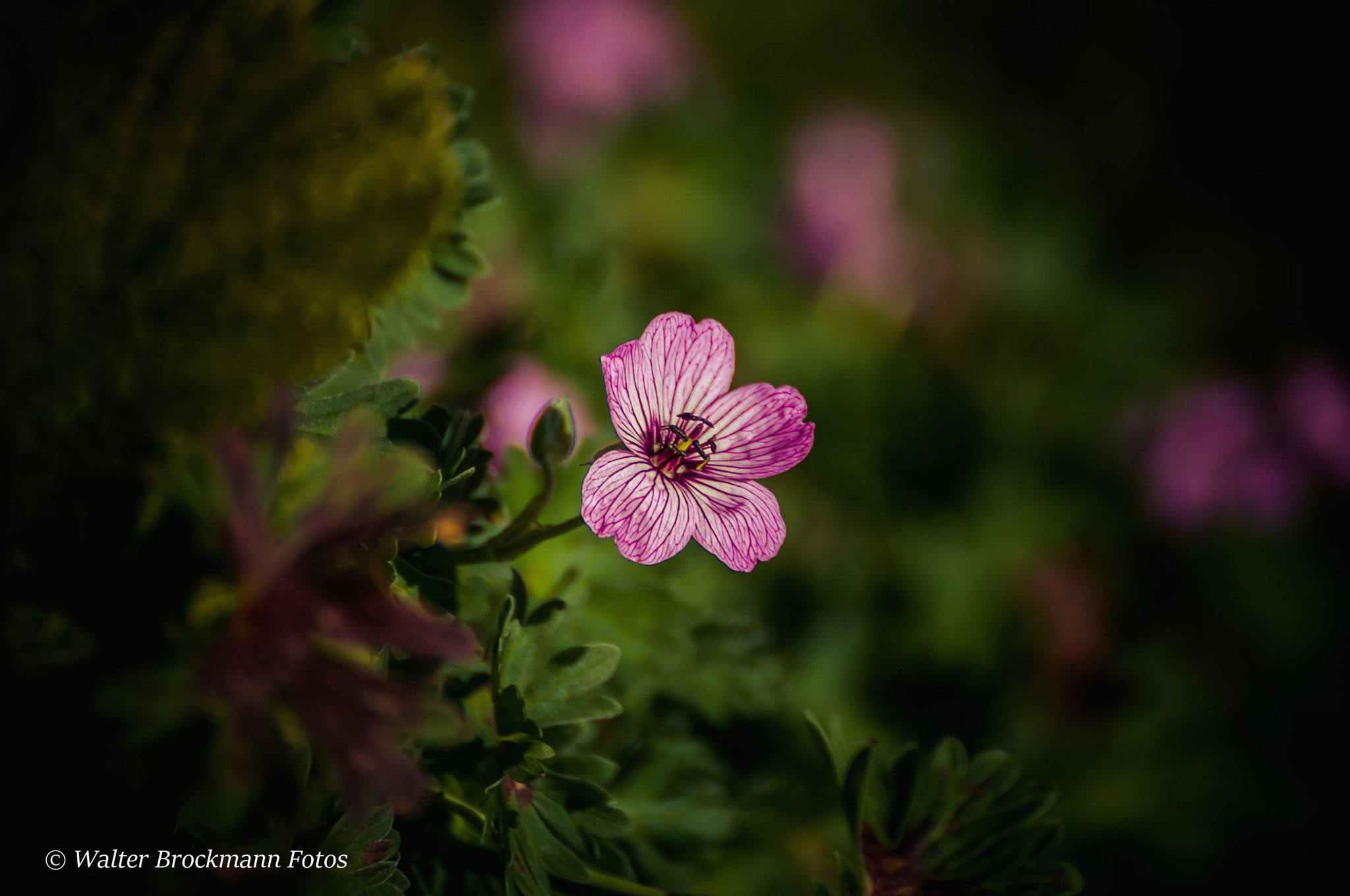 Nikon D5000 sample photo. Blume/flower photography