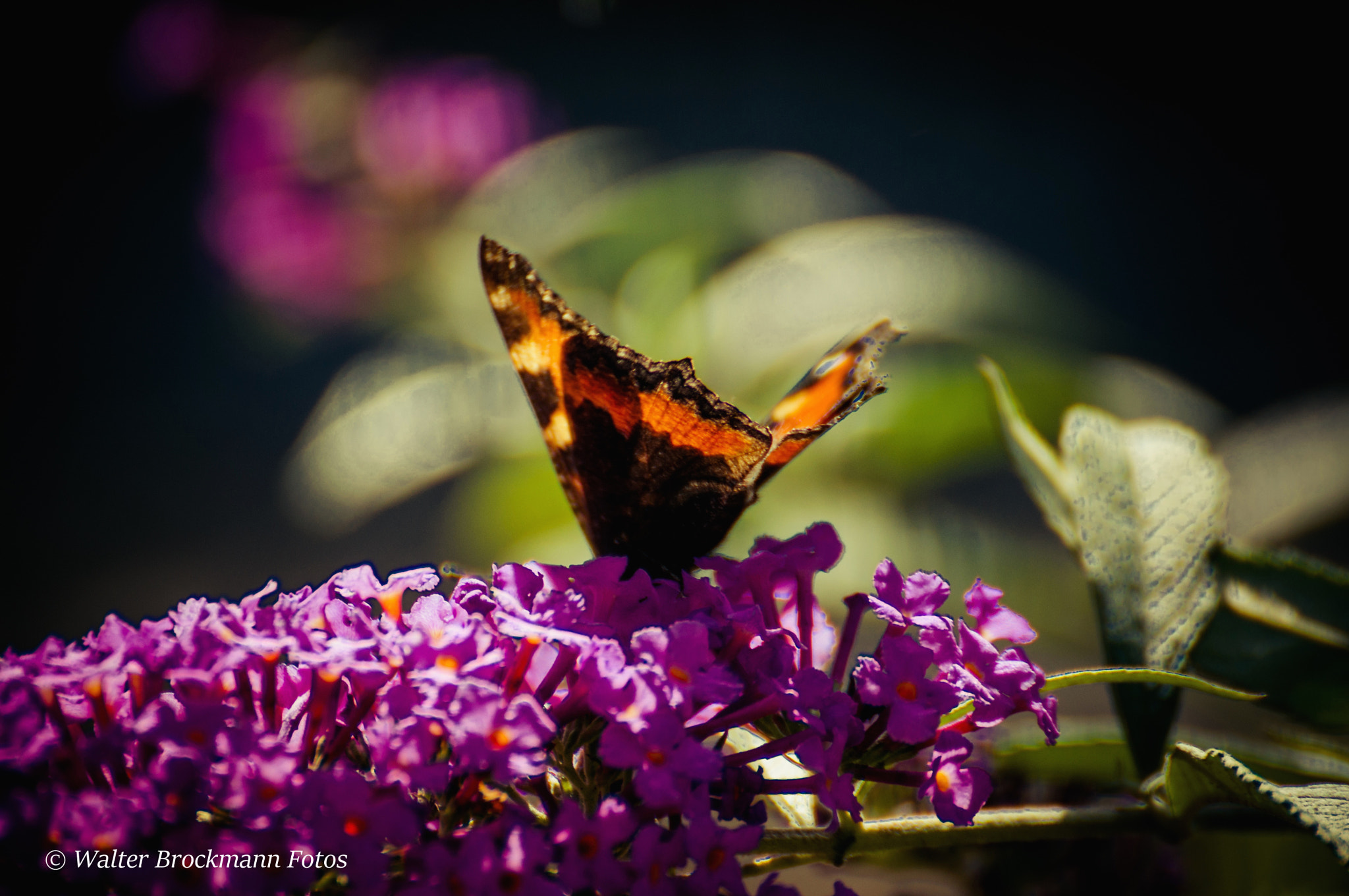 Nikon D5000 sample photo. Kleiner fuchs/schmetterling/butterfly photography