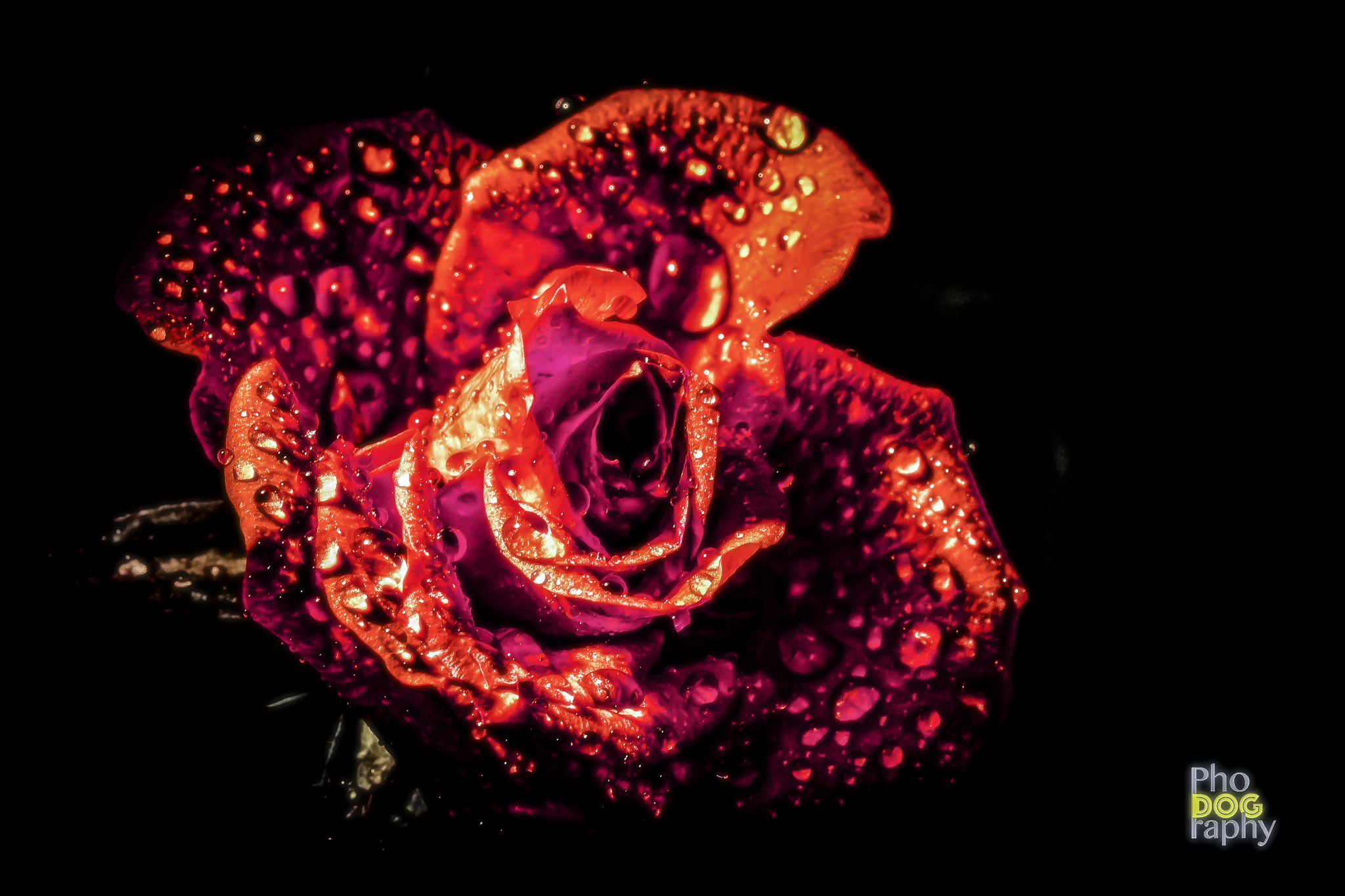 Sigma 105mm F2.8 EX DG OS HSM sample photo. Last rose of summer photography