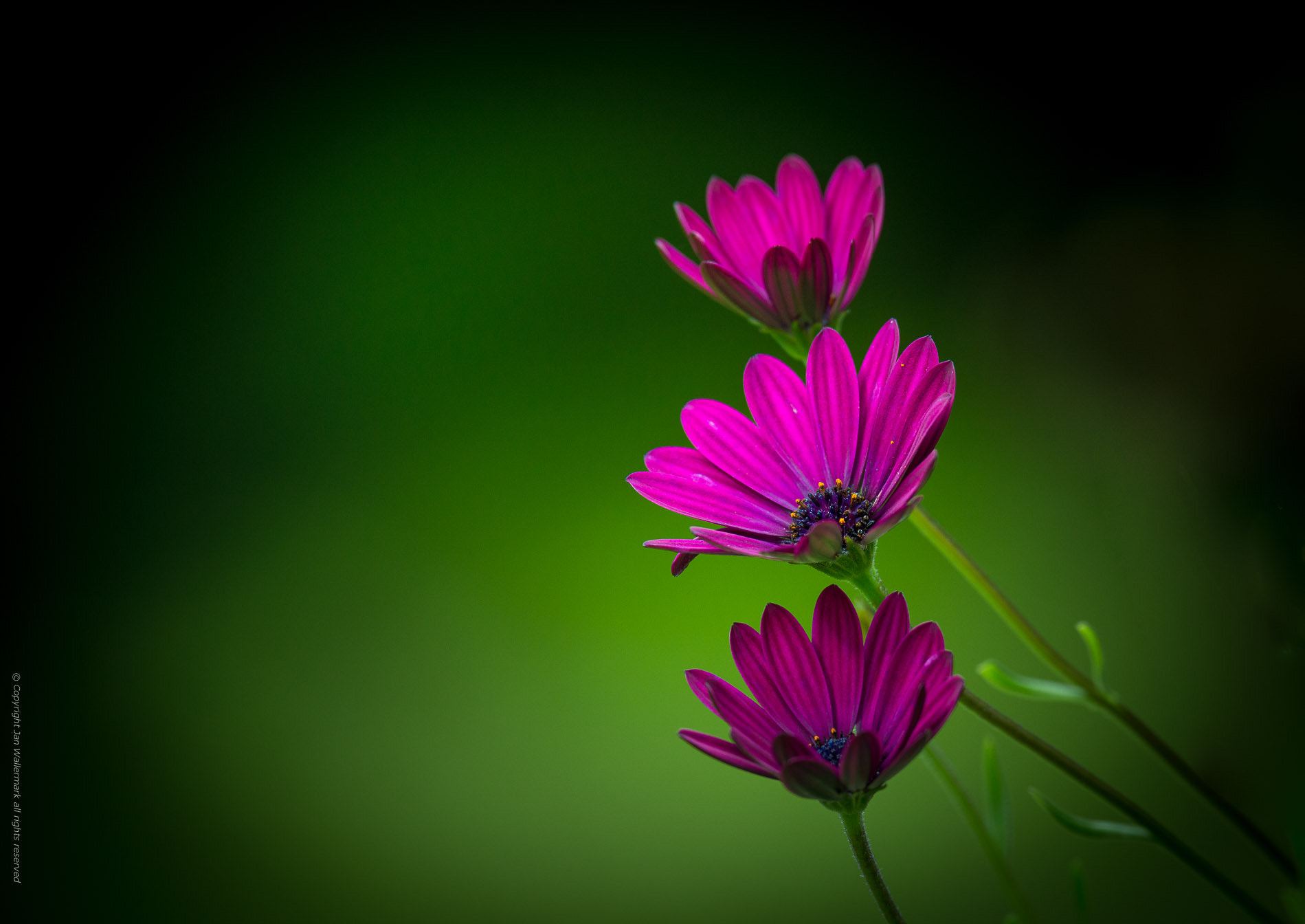 Nikon AF-S Nikkor 400mm F2.8E FL ED VR sample photo. Trio photography