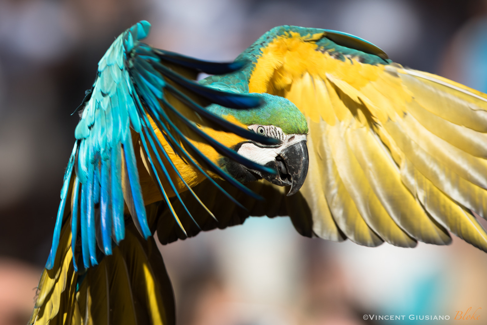 Canon EF 300mm F2.8L IS USM sample photo. Parrot photography