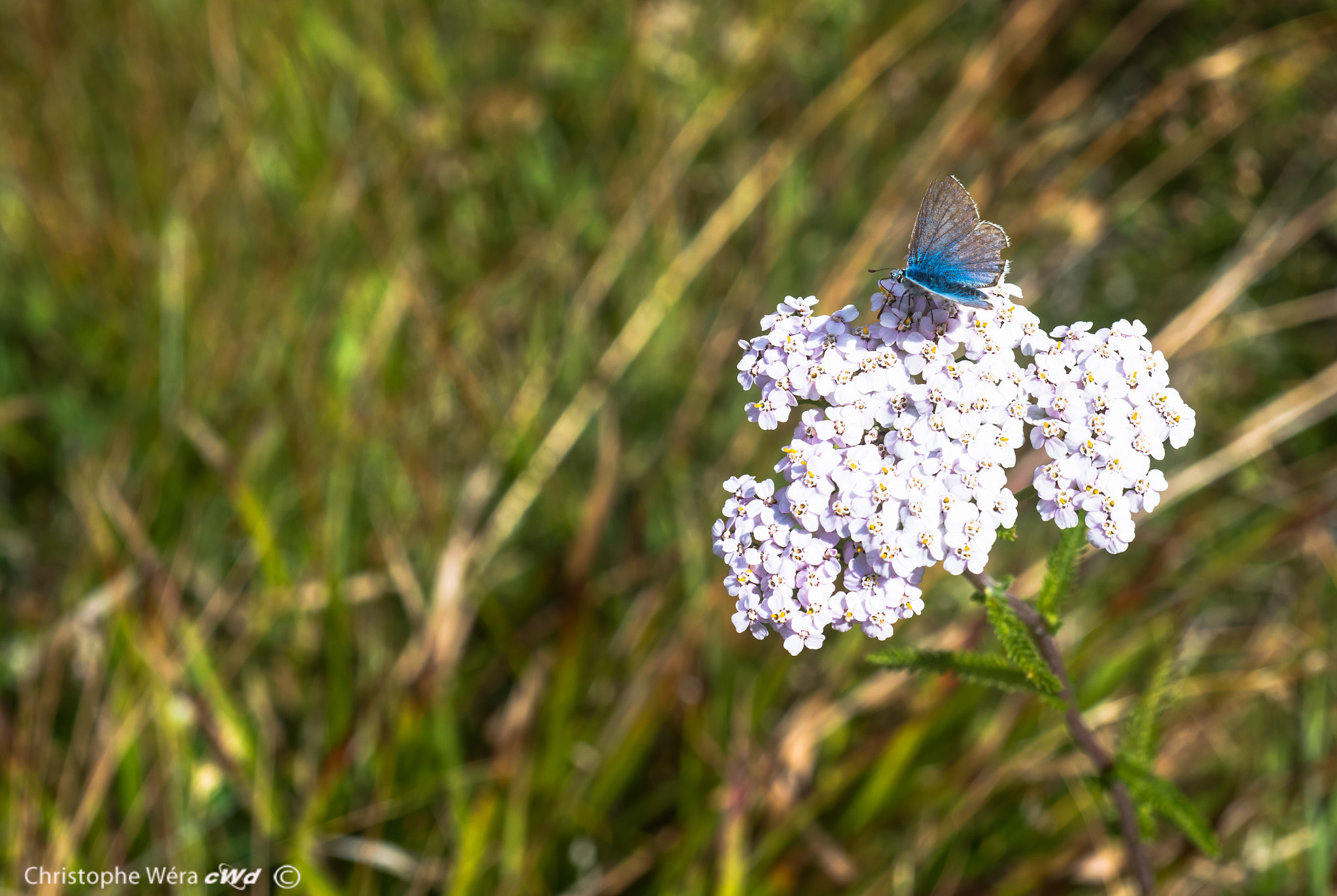 Nikon D800 + AF Micro-Nikkor 60mm f/2.8 sample photo. "swiss butterfly"1 photography