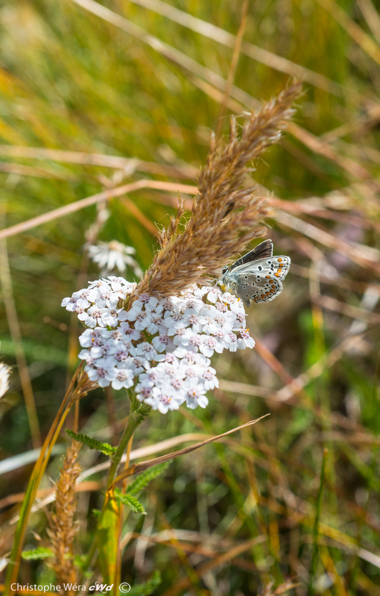 Nikon D800 + AF Micro-Nikkor 60mm f/2.8 sample photo. "swiss butterfly"2 photography