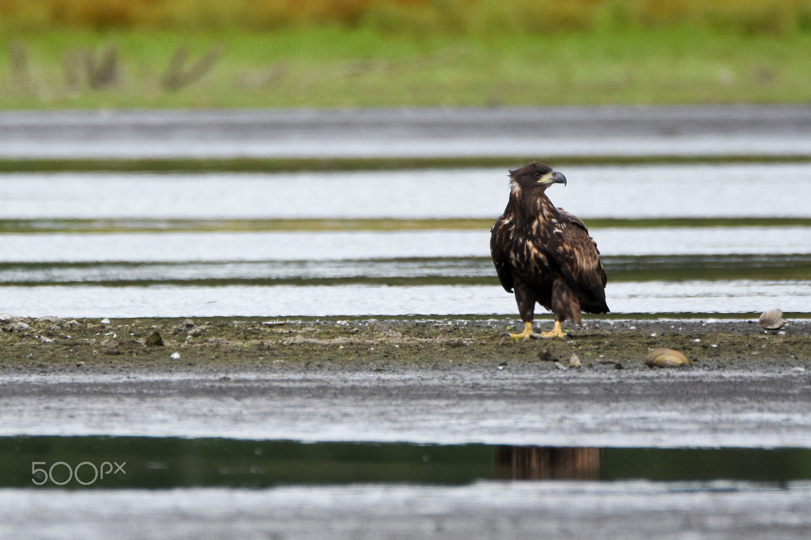 Nikon D7200 + Tamron SP 150-600mm F5-6.3 Di VC USD sample photo. Sea eagle on the lookout. photography