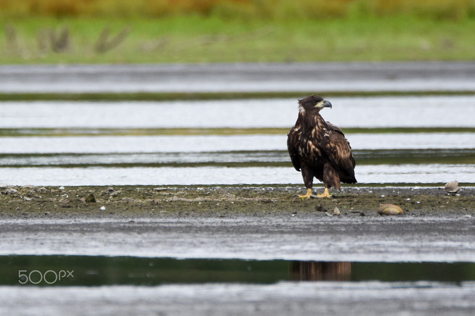 Tamron SP 150-600mm F5-6.3 Di VC USD sample photo. Sea eagle on the lookout. photography