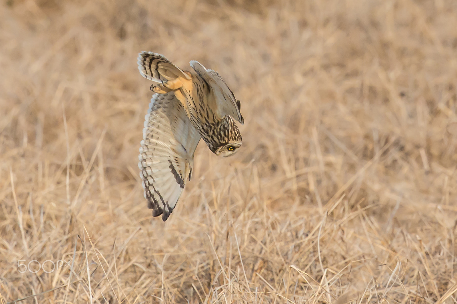 Canon EF 500mm F4L IS II USM sample photo. Target on photography