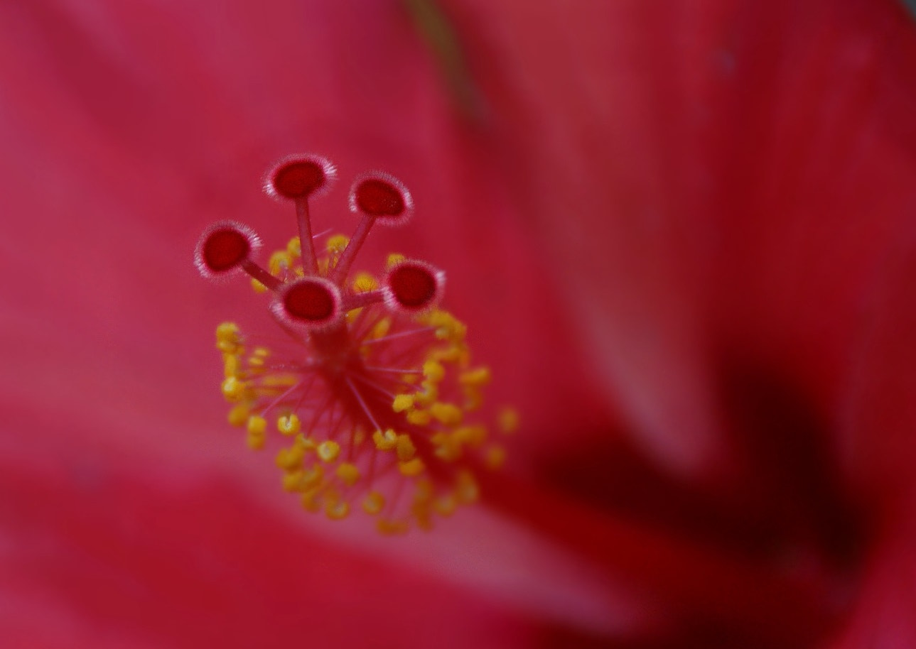 Sony Alpha DSLR-A290 sample photo