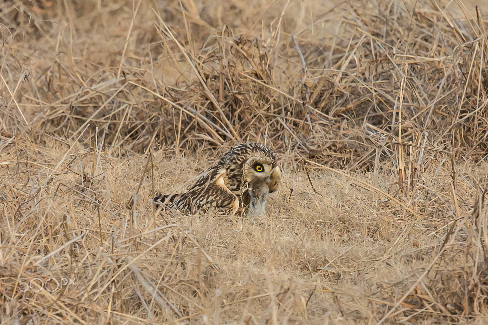 Canon EF 500mm F4L IS II USM sample photo. Catch photography