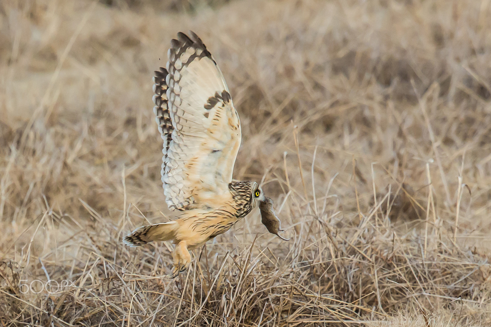Canon EF 500mm F4L IS II USM sample photo. Carry photography
