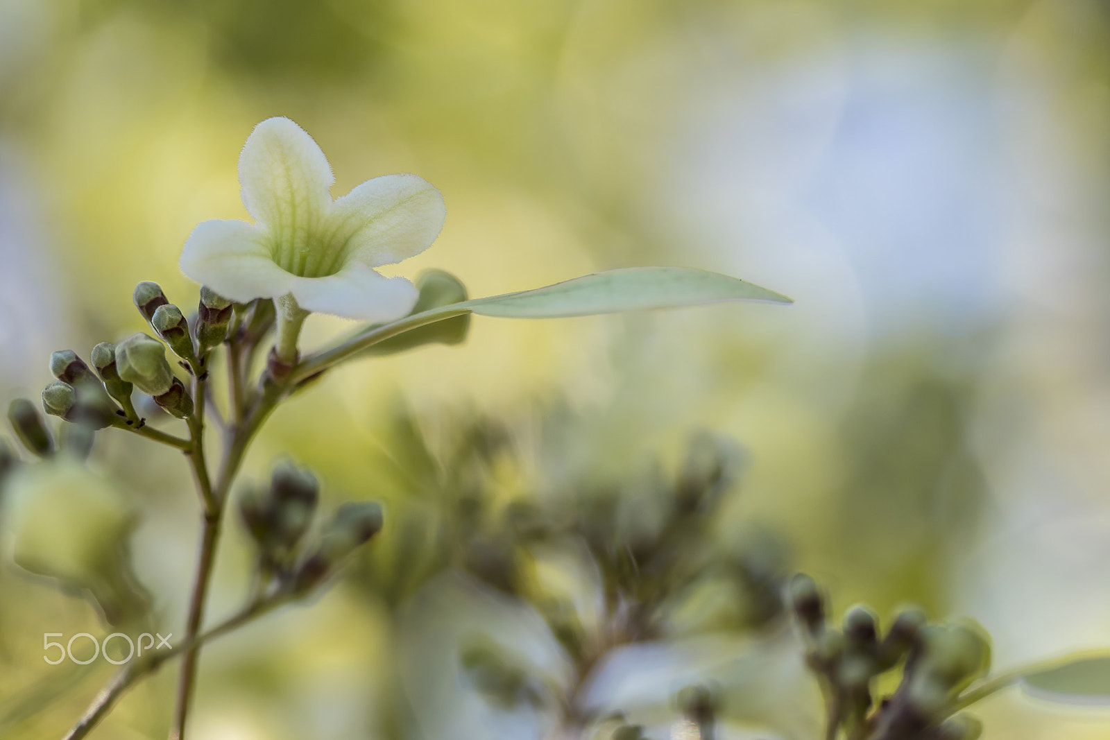 Canon EF 100mm F2.8 Macro USM sample photo. Emmenopterys henryi photography