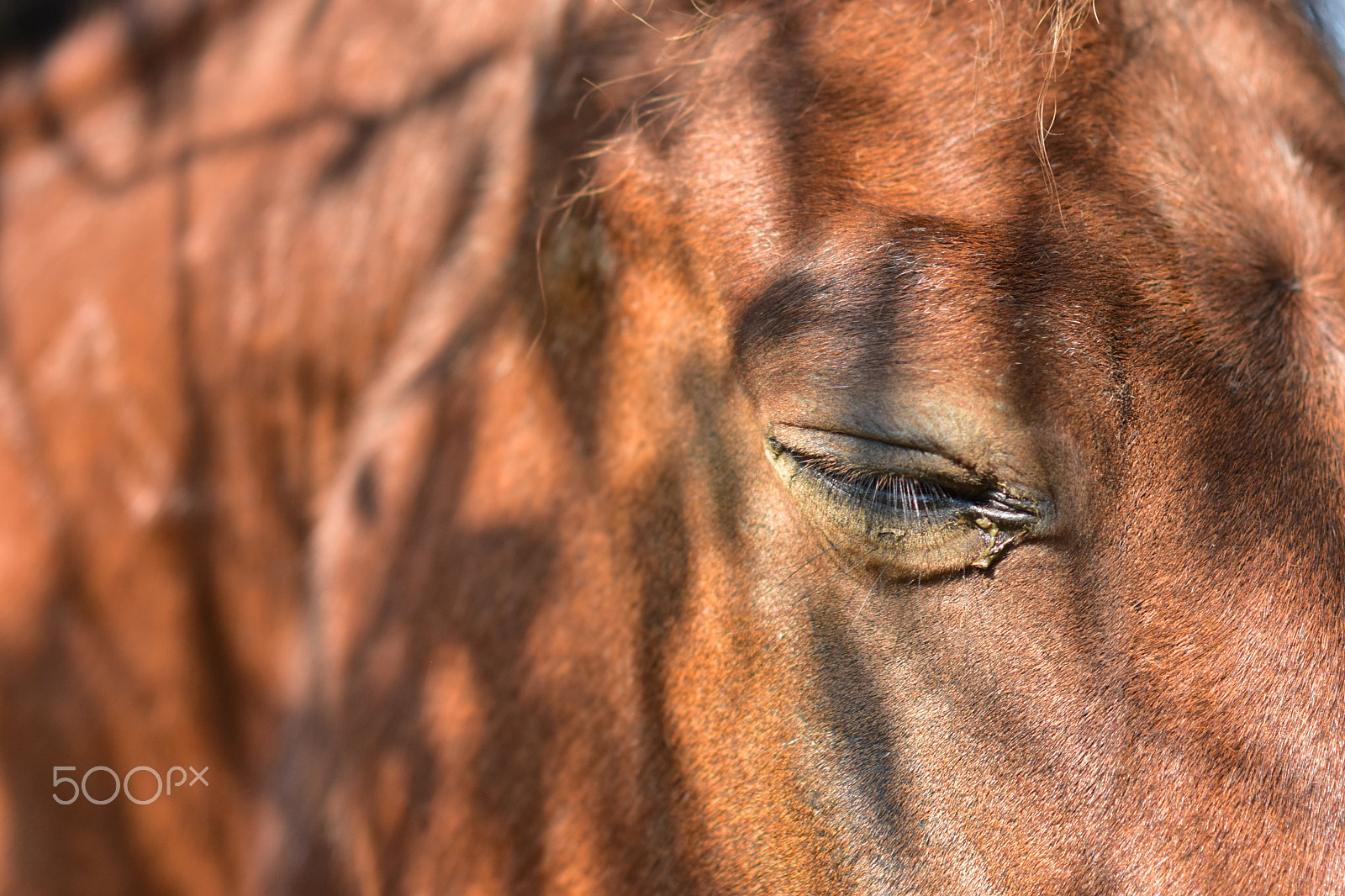 Nikon AF Nikkor 85mm F1.8D sample photo. The horse's dream photography