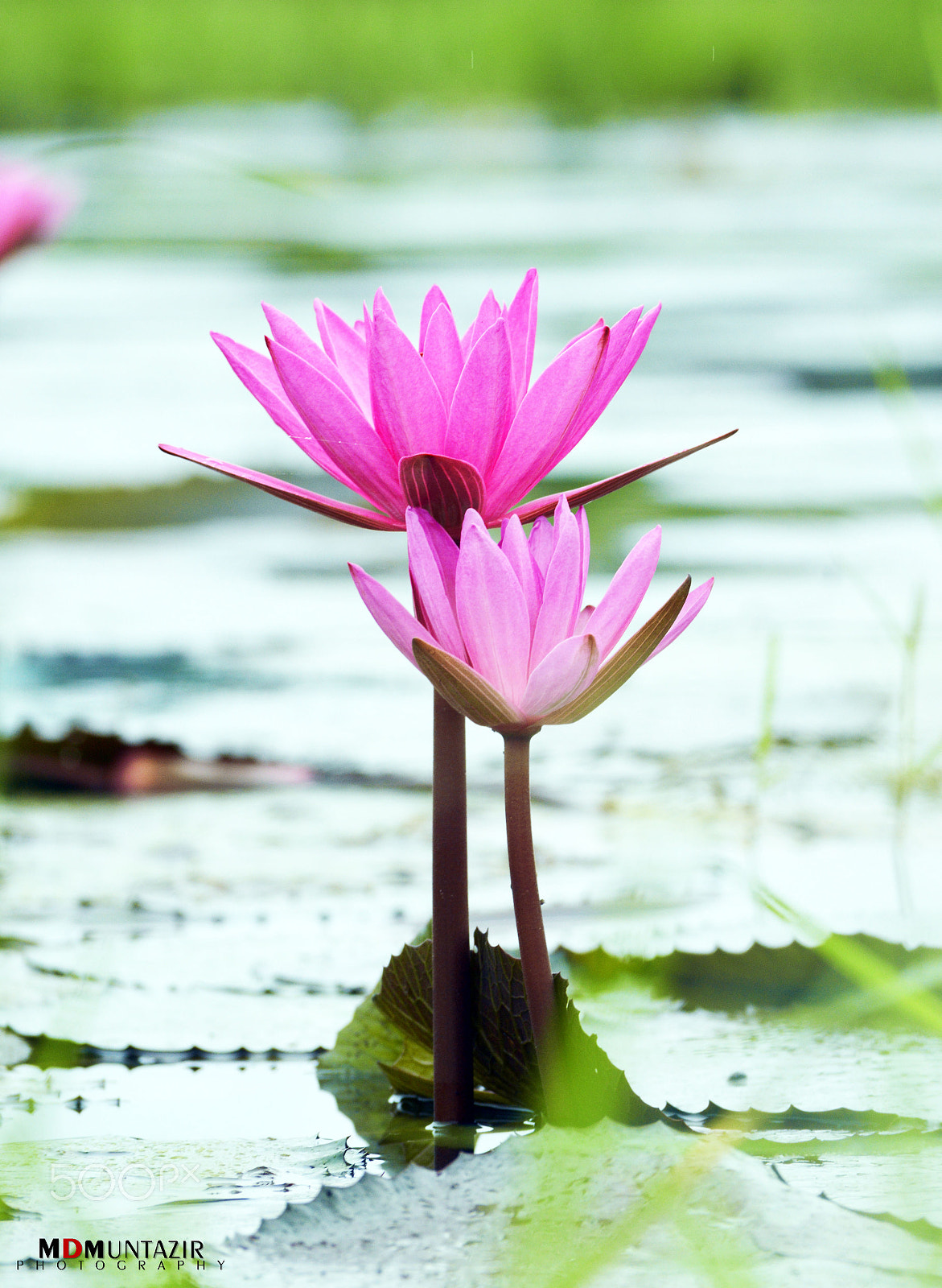 Nikon D3200 + Sigma 50mm F1.4 DG HSM Art sample photo. Water lily photography