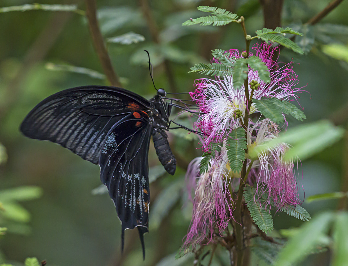 Sigma APO Macro 150mm f/2.8 EX DG HSM sample photo. Papilio helenus photography