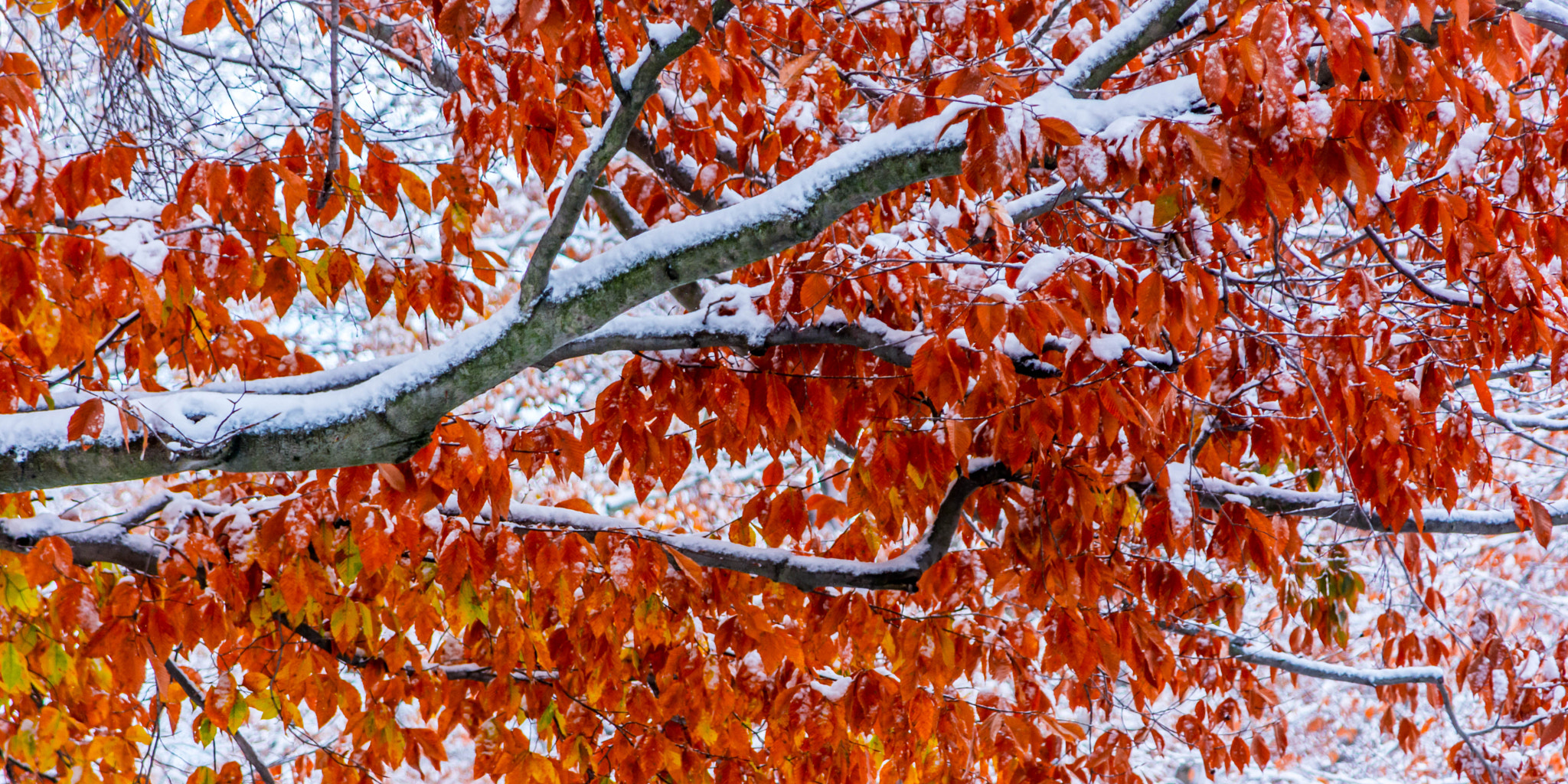 AF Zoom-Nikkor 24-120mm f/3.5-5.6D IF sample photo. Snow & leaves photography