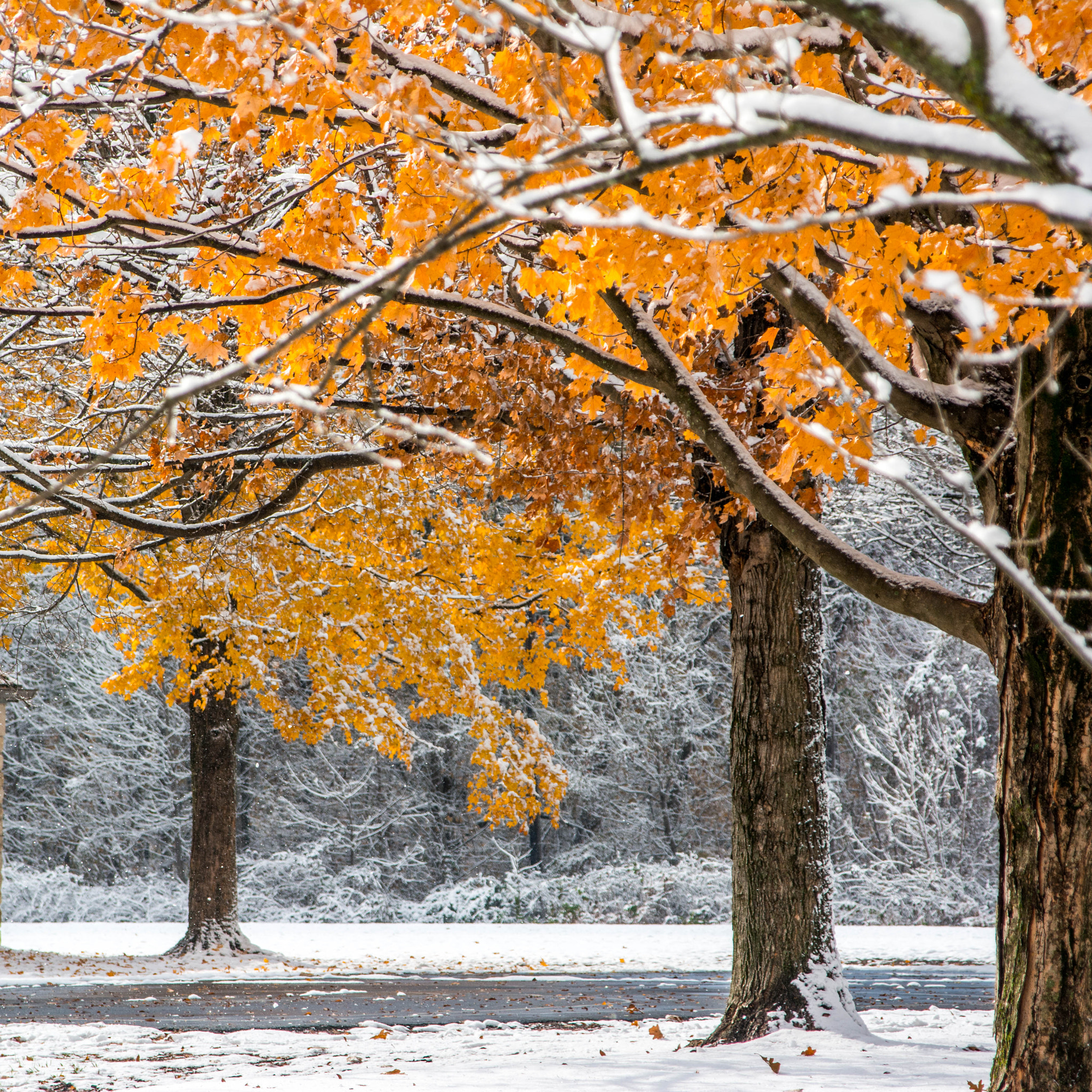 AF Zoom-Nikkor 24-120mm f/3.5-5.6D IF sample photo. First snow photography