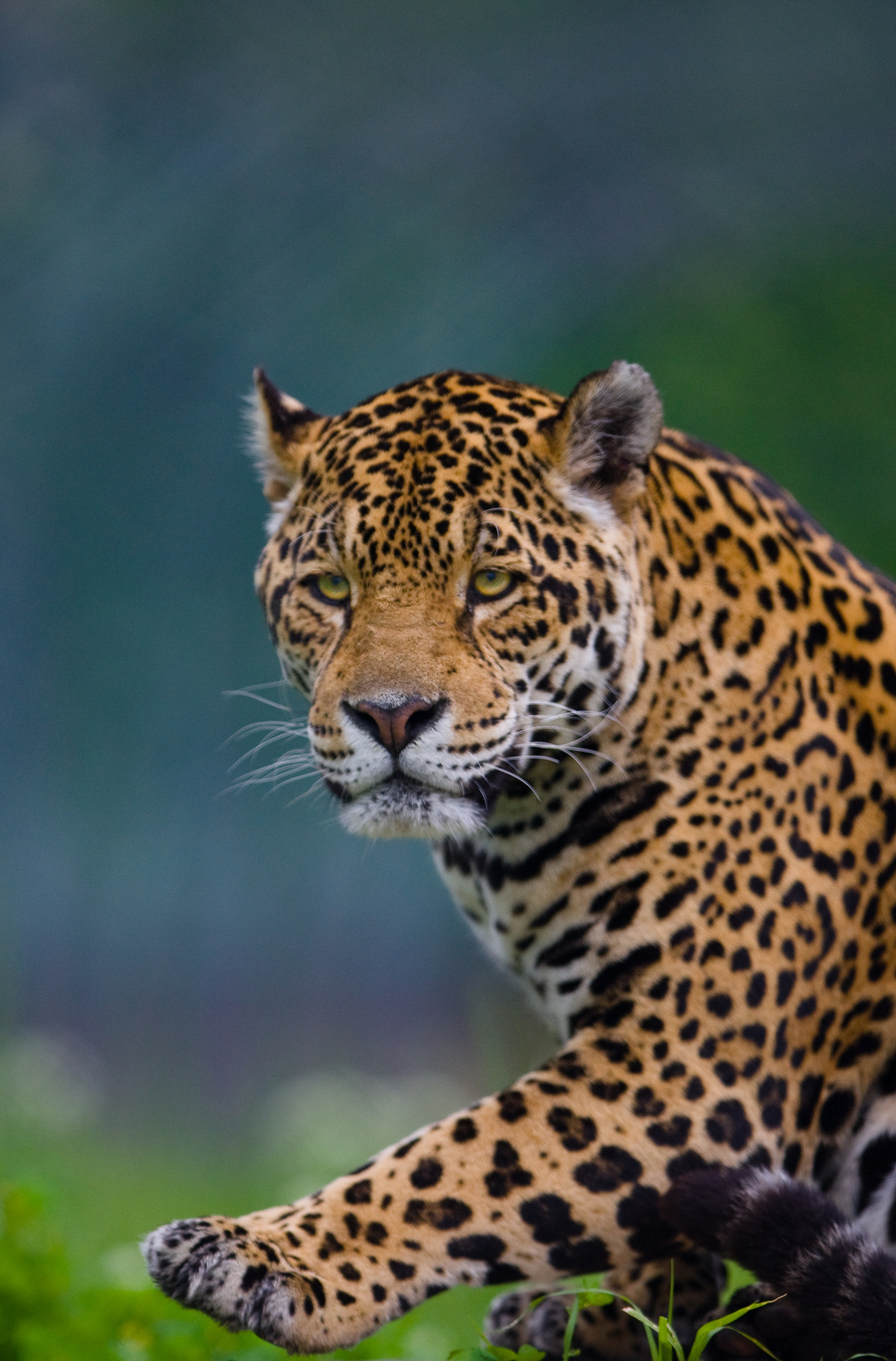 Canon EOS-1D Mark III + Canon EF 300mm F2.8L IS USM sample photo. Jaguar photography