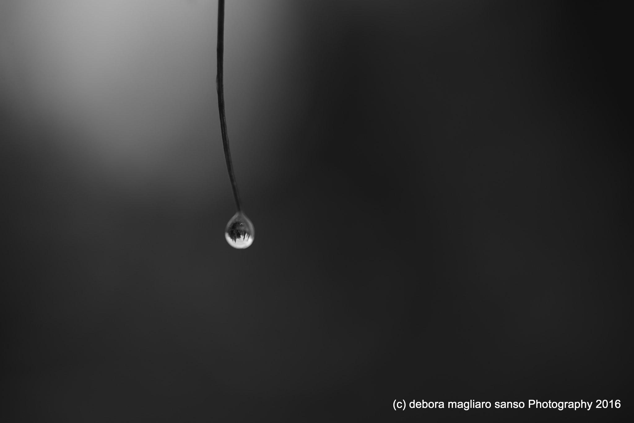 Nikon D610 + Nikon AF Micro-Nikkor 60mm F2.8D sample photo. Rain photography
