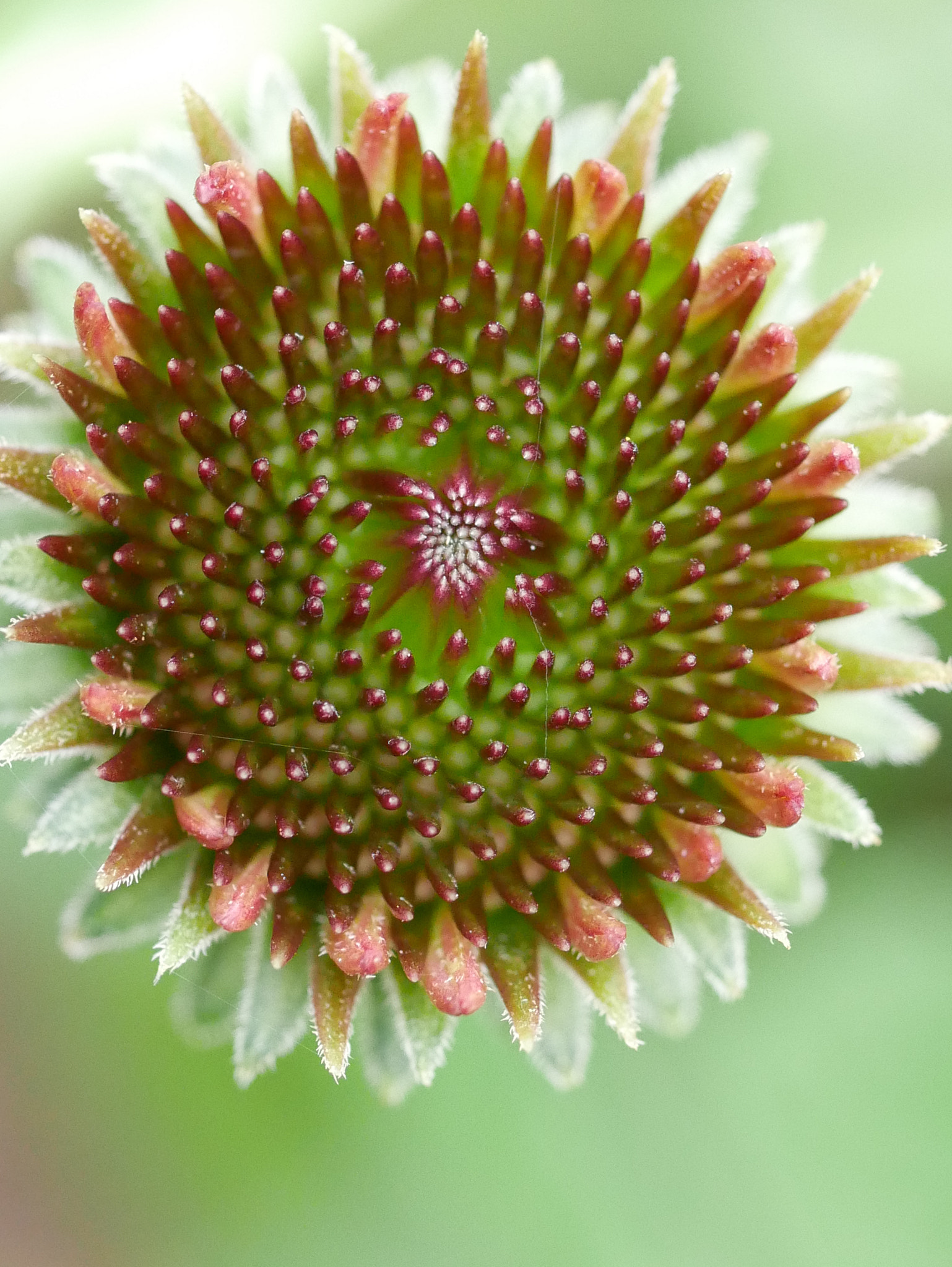 Panasonic Lumix G Macro 30mm F2.8 ASPH Mega OIS sample photo. Le coeur se dessine ! photography