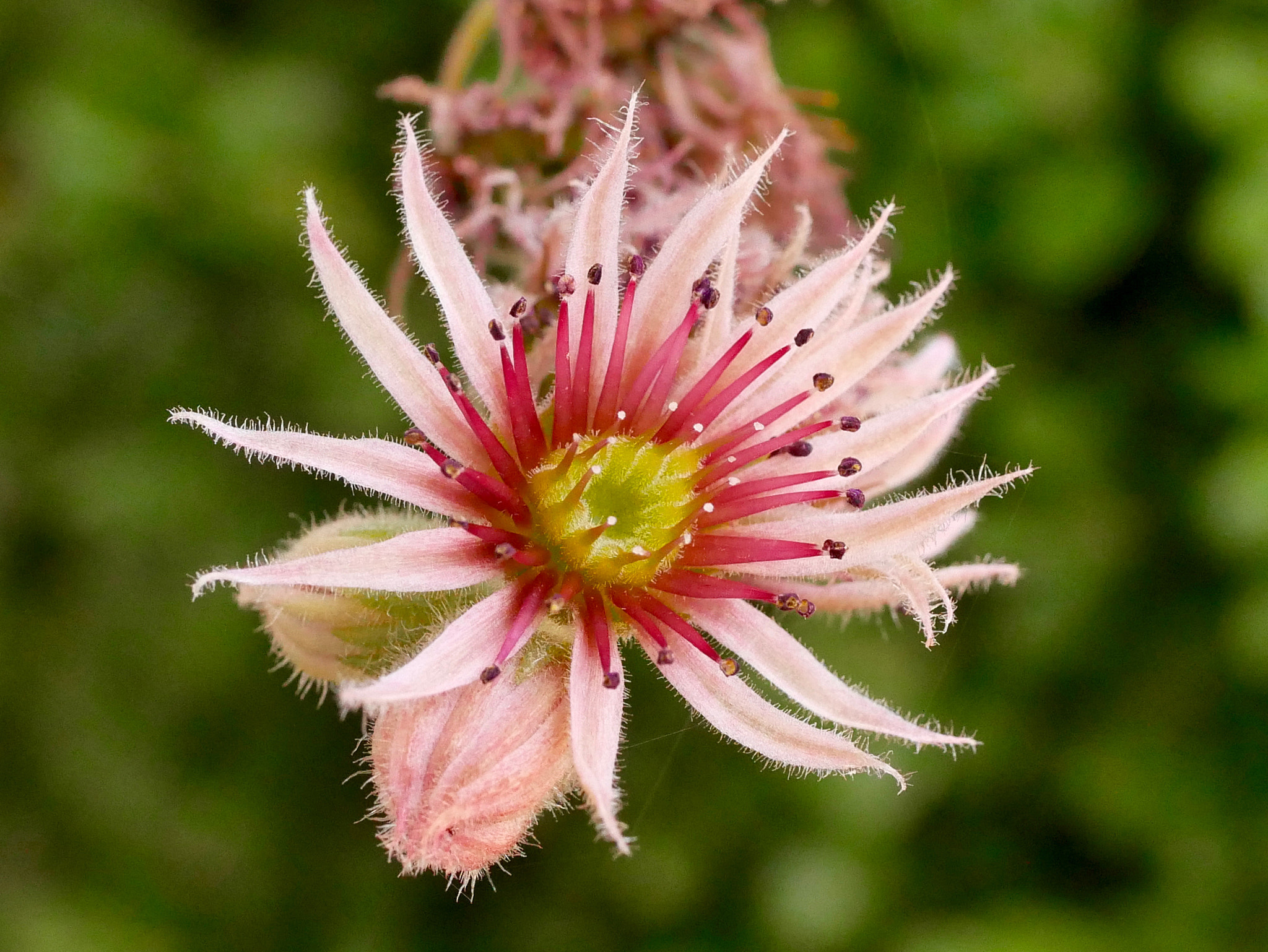 Panasonic DMC-G70 + Panasonic Lumix G Macro 30mm F2.8 ASPH Mega OIS sample photo. Dernières fleurs photography