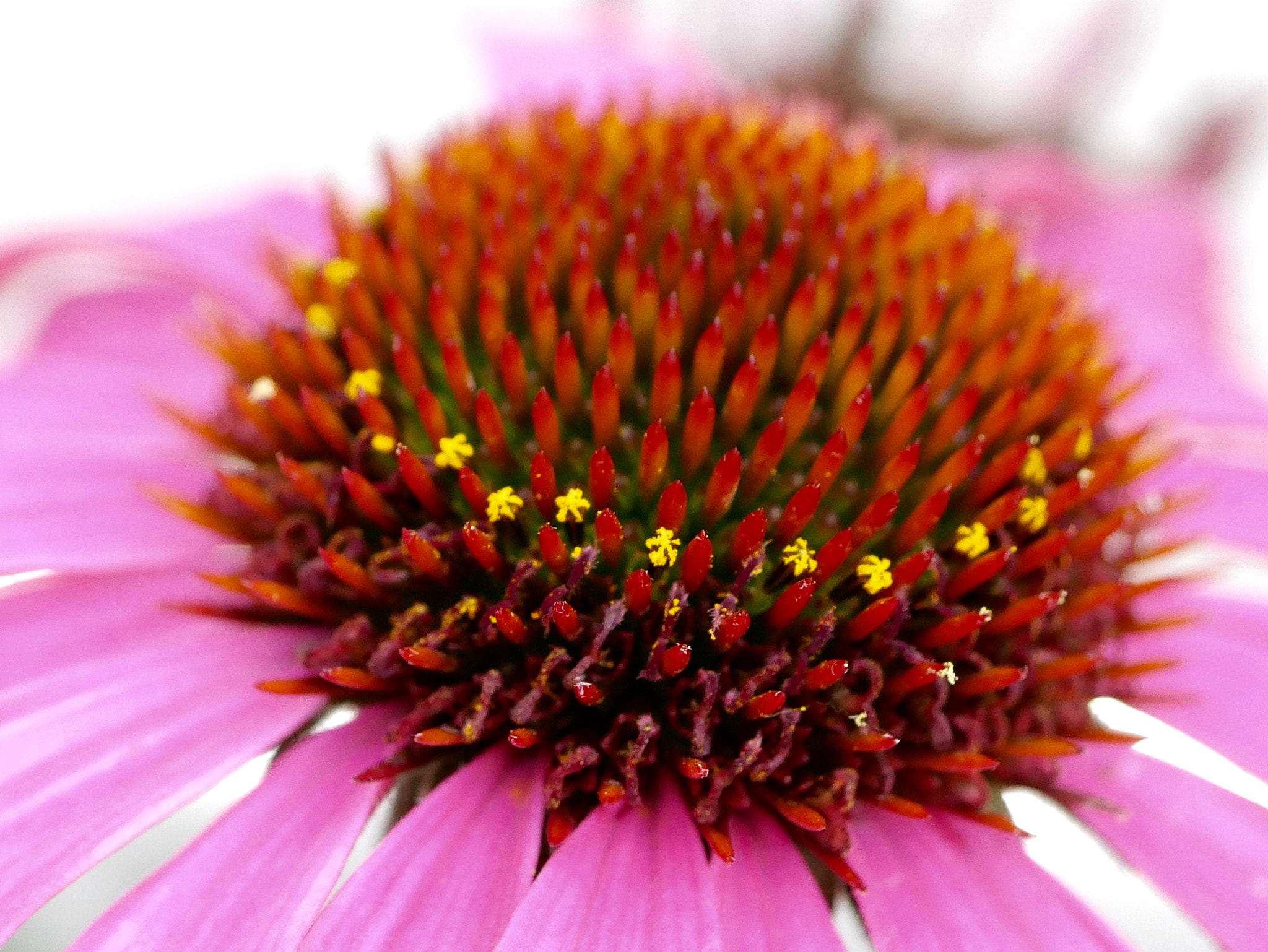 Panasonic Lumix G Macro 30mm F2.8 ASPH Mega OIS sample photo. Couronne au coeur photography