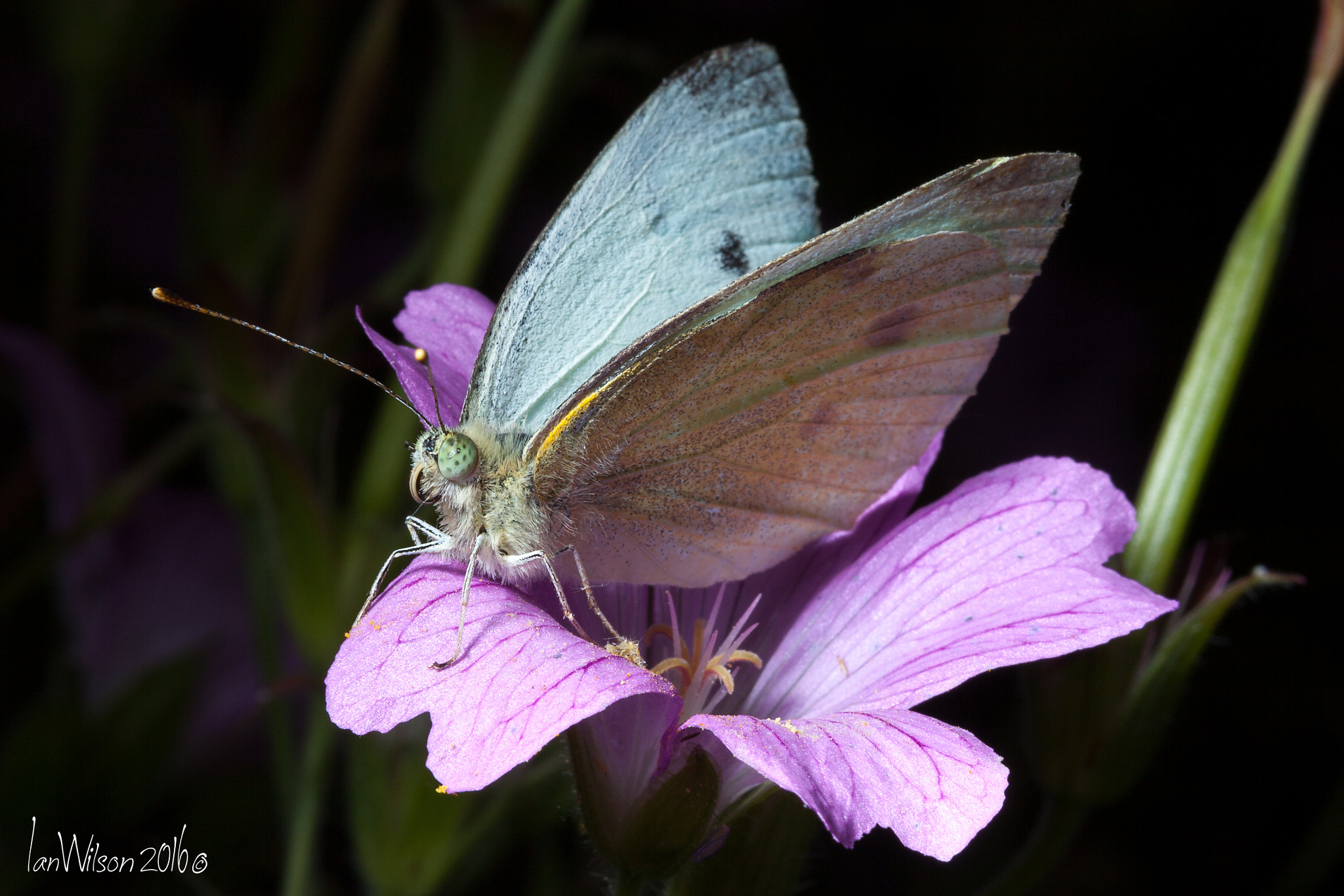 Sigma 105mm F2.8 EX DG OS HSM sample photo. Butterfly photography
