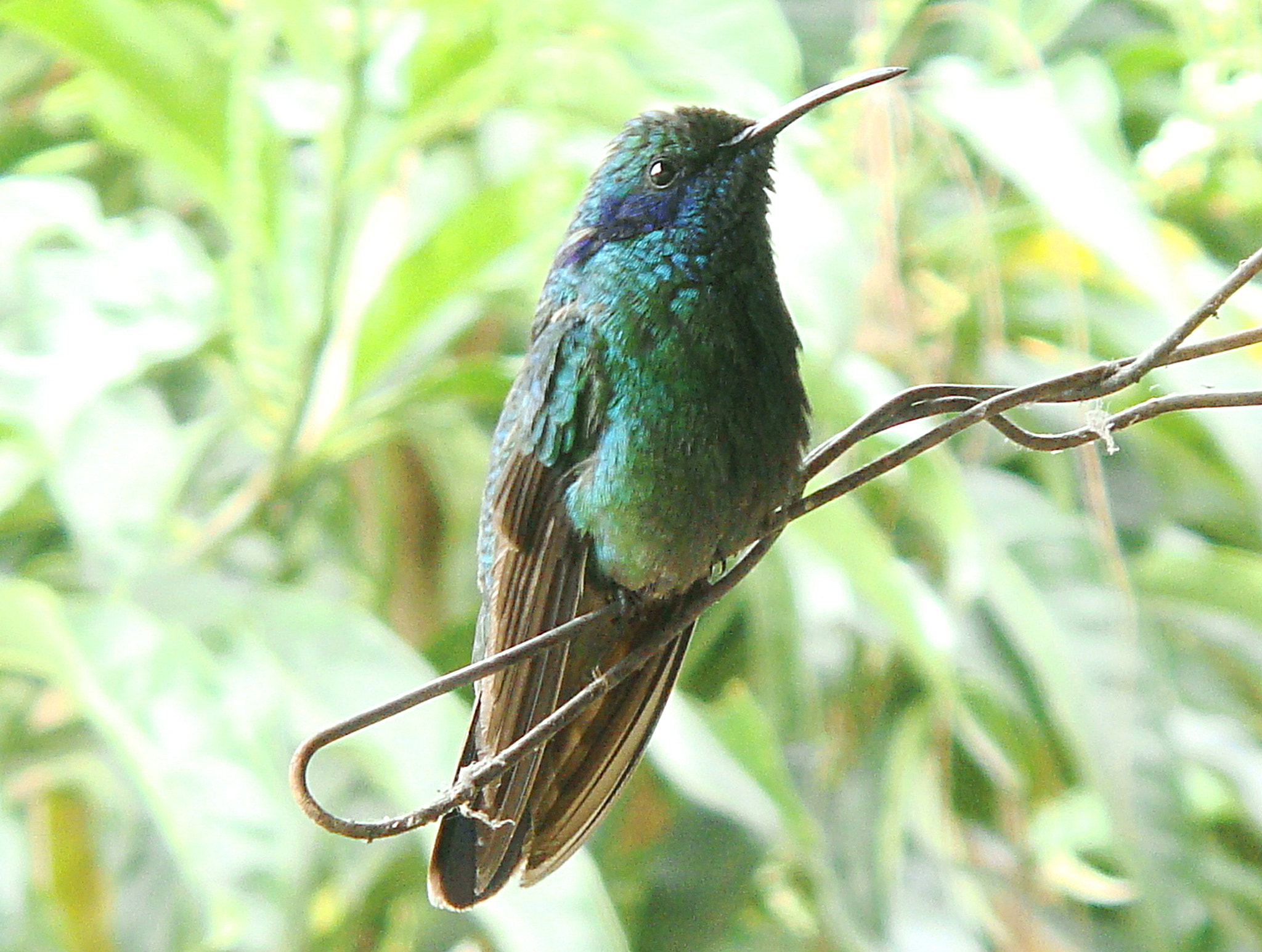 Sony DSC-T77 sample photo. Hummingbird, panama photography